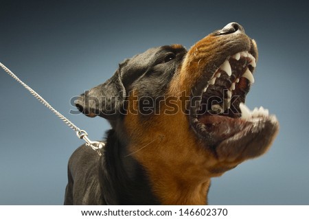 Ferocious Rottweiler barking on blue background