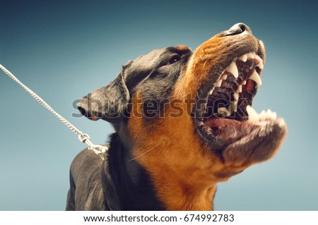 Ferocious Rottweiler barking on blue background