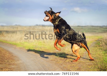 Ferocious Rottweiler barking  standing on hind legs. Angry dog.