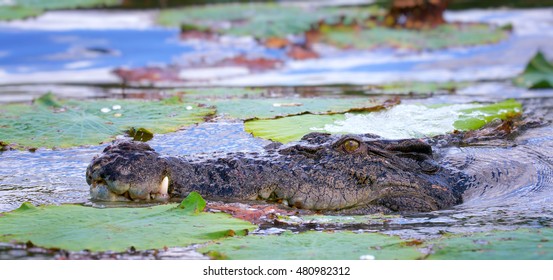 A ferocious Saltwater Crocodile in Kakadu National Park, Australia