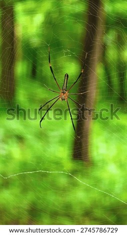 Ferocious spider is hung up with its web.
