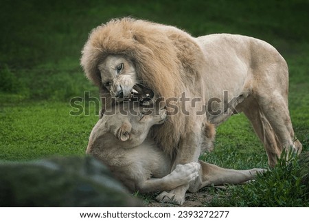 Ferocious White Lion and Lioness Playing (Panthera leo) - Leucistic Lion
