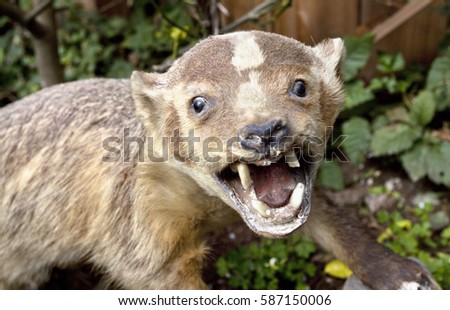 Ferocious-looking stuffed wolverine or badger.