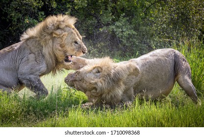 Ferocity Shown By Two Male Lions Fighting Over The Scraps Of A Kill. 