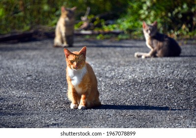 Ferral Orange Tabby Gives The Camera A Fierce Stare, As The Group Of Three Cats Bask In Early Morning Sunshine.  These Cats Run Wild Outside.