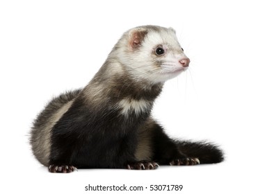 5,655 Ferret On White Background Images, Stock Photos & Vectors 