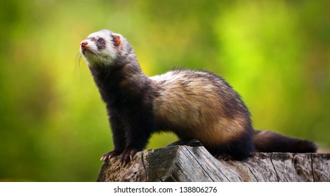 Ferret