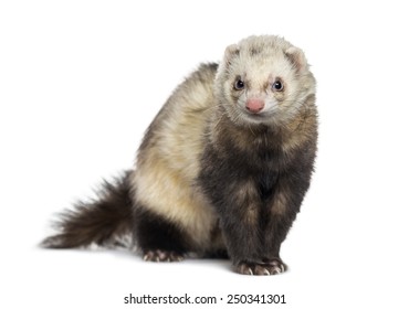 5,625 Ferret white background Images, Stock Photos & Vectors | Shutterstock