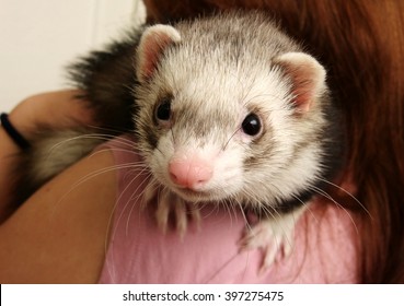 Ferret