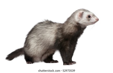 Grey Ferret Isolated On White Background Stock Photo (Edit Now) 634059179