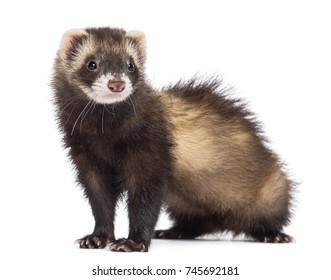 Ferret, 7 months old, looking away against white background
