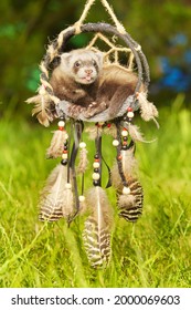 Ferret Baby Of Sable Color Posing For Portrait In Handmade Dreamcatcher