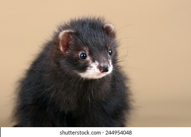 3,138 Black ferret Images, Stock Photos & Vectors | Shutterstock