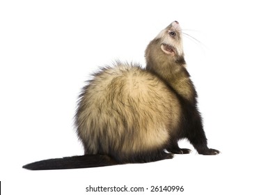 5,625 Ferret white background Images, Stock Photos & Vectors | Shutterstock