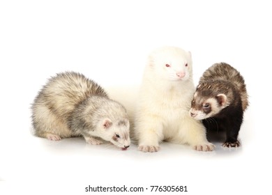 Ferret Group On White Background Posing Stock Photo 776305681 ...