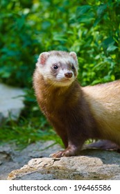 Ferret (Mustela Putorius Furo) 