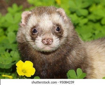 Ferret. Mustela Putorius Furo