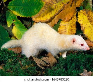 Ferret, Mustela Putorius Furo, Female  