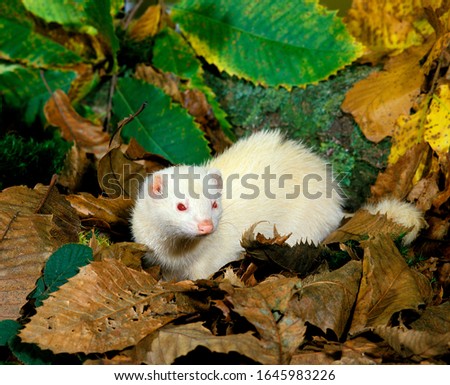 Ferret, mustela putorius furo, Female standing on Fallen Leaves  