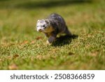 Ferret (Mustela putorius furo), Furão, wildlife