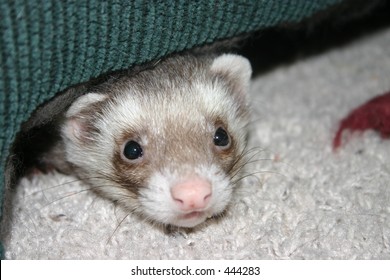 1,006 Ferret playing Images, Stock Photos & Vectors | Shutterstock