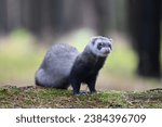 Ferret photographed in nature. Sable ferret male.