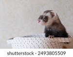 Ferret play at home care about ferrets