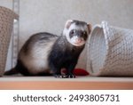 Ferret play at home care about ferrets