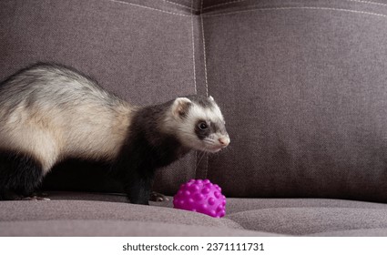 Ferret play on sofa home ferret care about ferrets