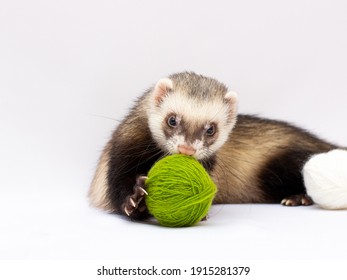 1,006 Ferret playing Images, Stock Photos & Vectors | Shutterstock