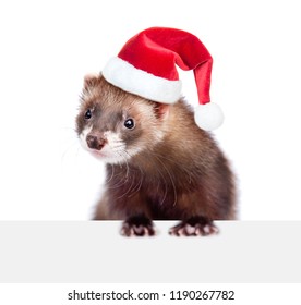 ferret santa hat