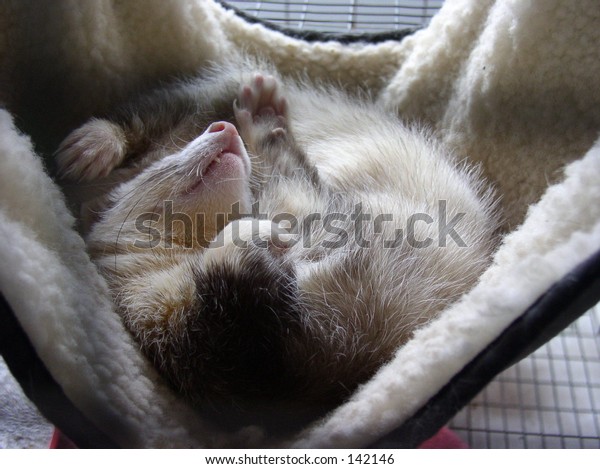 ferret in hammock