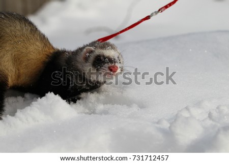 A ferret in the snow, a portrait. Close-up.