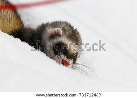 A ferret in the snow, a portrait. Close-up.