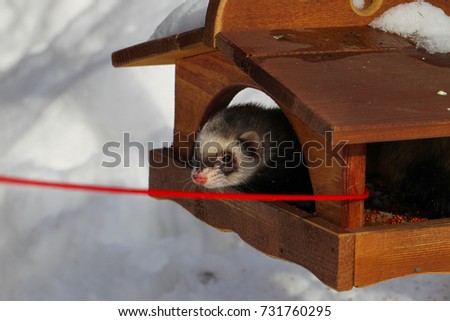 A ferret in the snow, a portrait, feeder, bird feeder,