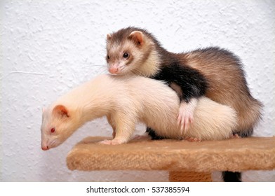 Ferrets