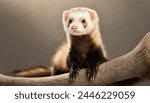  Ferrets are small, long-bodied mammals with short legs. They are known for their playful and curious nature.