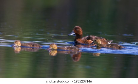 Ferruginous Duck
Aythya Nyroca
O Anseriformes (Waterfowl)