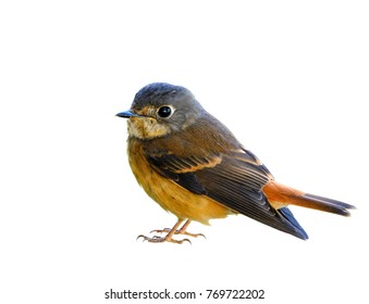 Ferruginous Flycatcher (Muscicapa Ferruginea) Lovely Chubby Brown Bird With Big Eyes Details From Head To Toes Isolated On White Background, Fascinated Animal