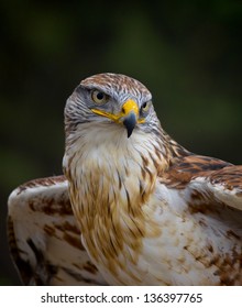 Ferruginous Hawk