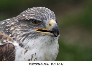 Ferruginous Hawk