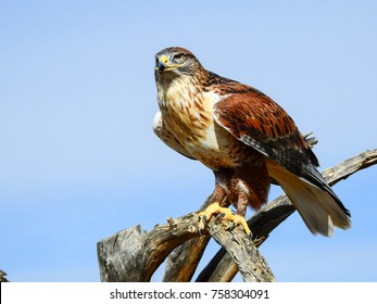 A Ferruginous Hawk