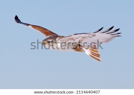 Ferruginous hawk banking on a sunny morning