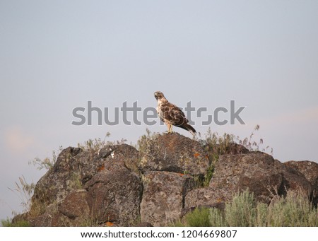 Ferruginous Hawk (light morph)