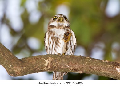 Ferruginous Pygmy Owl