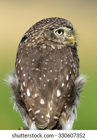 Ferruginous Pygmy Owl