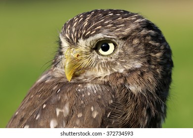 Ferruginous Pygmy Owl