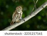 Ferruginous pygmy owl (Glaucidium brasilianum) is a small owl that breeds in south-central Arizona and southern Texas in the United States,