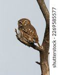 Ferruginous Pygmy owl, Glaucidium brasilianum, Calden forest, La Pampa Province, Patagonia, Argentina.