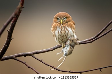 Ferruginous pygmy owl is a small owl. it is the most widely distributed pygmy owl and is probably one of the most numerous owl species in those areas. Soutn America, Central america